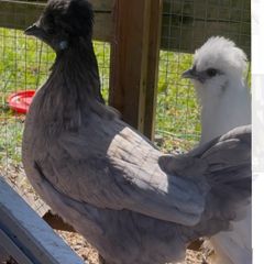 Polish cross hen & PB Polish rooster