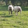 Ewe Hoggets Image 4