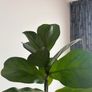 Mature Ficus Bambino (Dwarf Fiddle Leaf Fig) in Terracotta Pot with Saucer Image 2