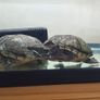 Two musk turtles and aquarium Image 2