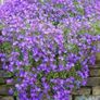 Aubrieta Seeds in Pink & Blue Image 2