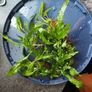 Aquarium plants Image 2