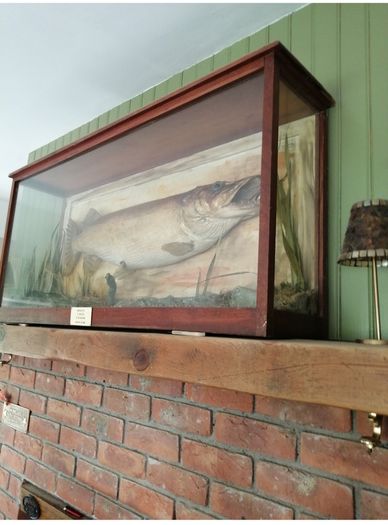 taxidermy