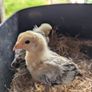 silkie chicks Image 3