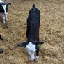 Hereford heifer calves Image 5