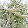 aspen ash trees available Image 10