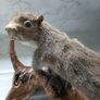 taxidermy squirrel Image 2