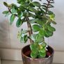 Jade plants. Money plants. Image 8