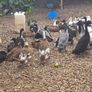 ducks Image 3