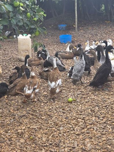 ducks