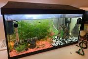 60litre fish tank