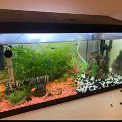 60litre fish tank