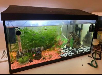 60litre fish tank