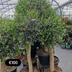 olive tree