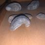 Fossil Collection : Clam fossils & Devils Toenail lot Image 10