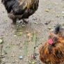 USA silkie roosters x2 Image 5