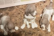 nice ceramic puppies, read ad