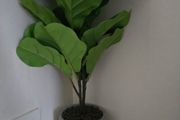 Plant Decor