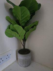 Plant Decor
