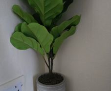 Plant Decor