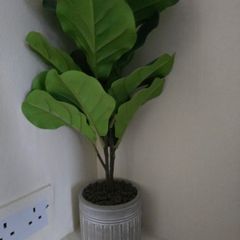 Plant Decor