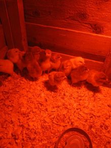 Day old chicks