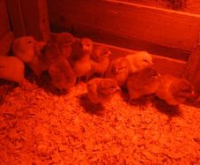 Day old chicks