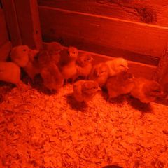 Day old chicks