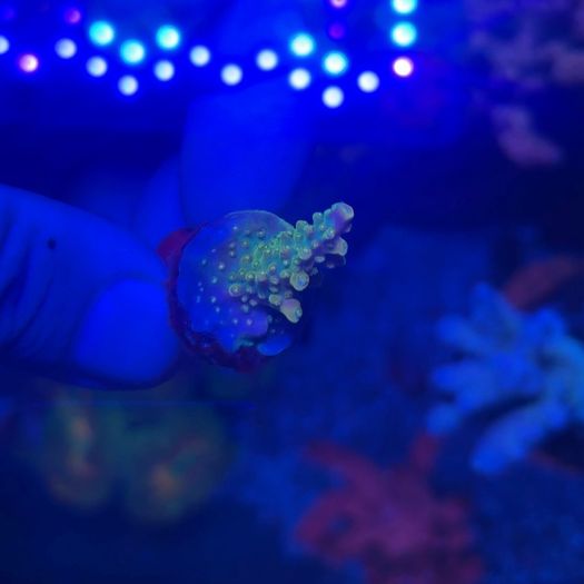 SPS Coral Frags