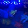 SPS Coral Frags Image 8