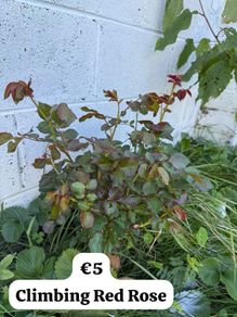 Climbing Red Rose