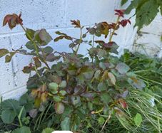 Climbing Red Rose