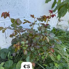 Climbing Red Rose