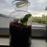 Plants in a jar Image 3