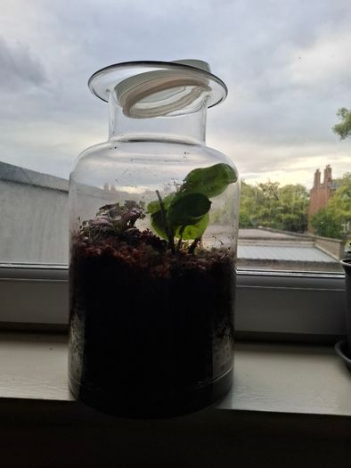 Plants in a jar