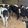 Fresian Bulls Image 10