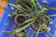 3 Plants incl. Pots