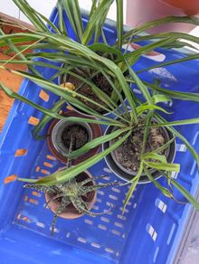 3 Plants incl. Pots