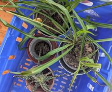 3 Plants incl. Pots