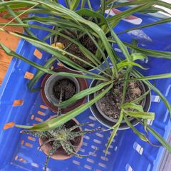 3 Plants incl. Pots