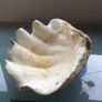Giant Seashell Clam Tridacna Gigas over 200 years old Rare Image 3