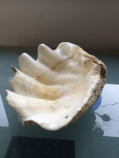Giant Seashell Clam Tridacna Gigas over 200 years old Rare