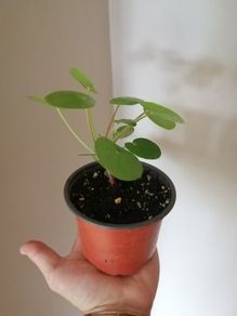 Plants - Succulents