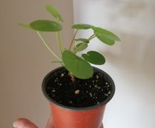 Plants - Succulents