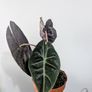Alocasia Pink Dragon Plant Image 2