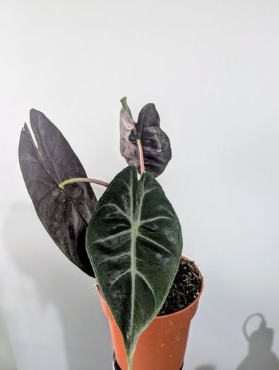 Alocasia Pink Dragon Plant