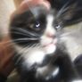 Kittens Image 2
