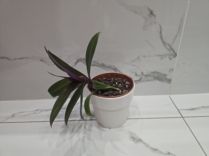 Tradescantia plant