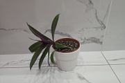 Tradescantia plant