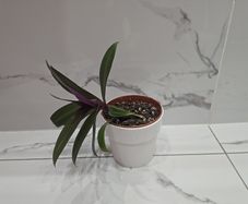 Tradescantia plant